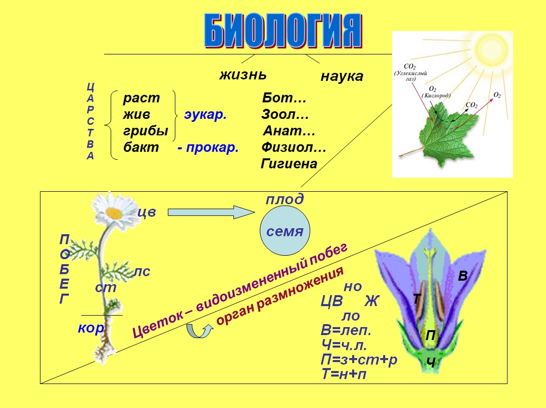 План конспект урока по биологии 6 класс